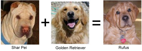 Shar Pei + Golden Retriever = Rufus